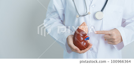 Doctor holding Anatomical kidney Adrenal gland model. disease of Urinary system and Stones, Cancer, world kidney day, Chronic kidney, Urology, Nephritis, Renal and Transplant concept 100966364