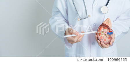 Doctor holding Anatomical kidney Adrenal gland model. disease of Urinary system and Stones, Cancer, world kidney day, Chronic kidney, Urology, Nephritis, Renal and Transplant concept 100966365