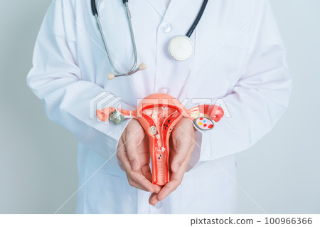 Doctor holding Uterus and Ovaries model. Ovarian and Cervical cancer, Cervix disorder, Endometriosis, Hysterectomy, Uterine fibroids, Reproductive system and Pregnancy concept 100966366