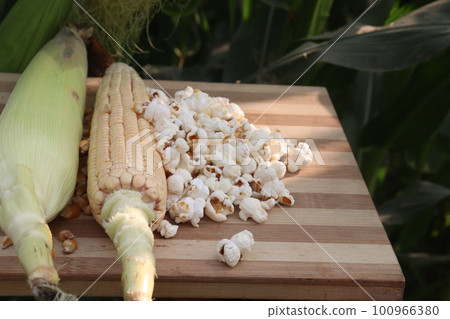 maize and popcorn on table with farm maize and popcorn on table with farm 100966380