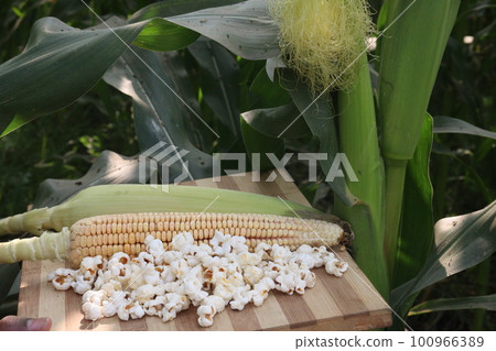 maize and popcorn on table with farm maize and popcorn on table with farm 100966389