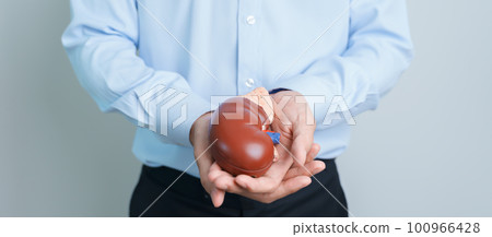 Man holding Anatomical human kidney Adrenal gland model. disease of Urinary system and Stones, Cancer, world kidney day, Chronic kidney and Organ Donor Day concept 100966428