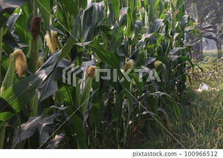 maize farm for harvest are cash crops maize farm for harvest are cash crops 100966512