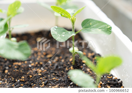 Freshly germinated Futaba Freshly germinated Futaba 100966652