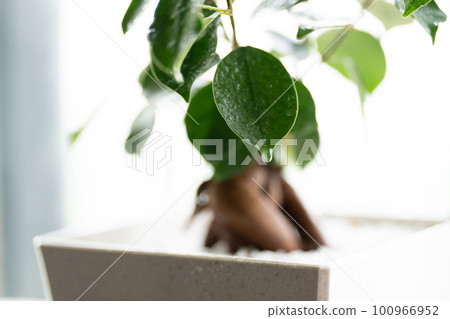 Living with houseplants 100966952