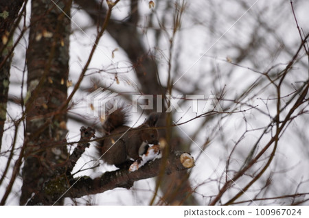 Ezo squirrel carrying pinecone Ezo squirrel carrying pinecone 100967024