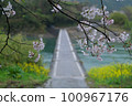 Road with cherry blossoms (Sanri subsidence bridge) 100967176