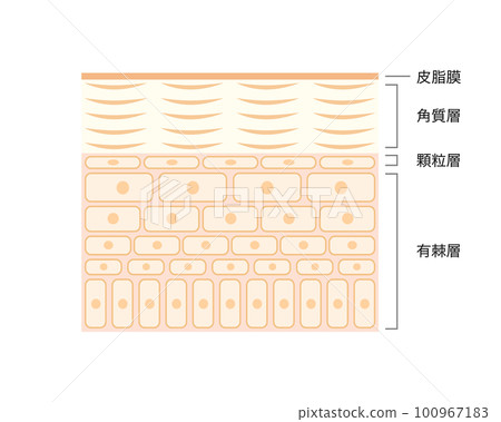 Cross section of skin Vector illustration of a cross section of healthy skin Cross section of skin Vector illustration of a cross section of healthy skin 100967183