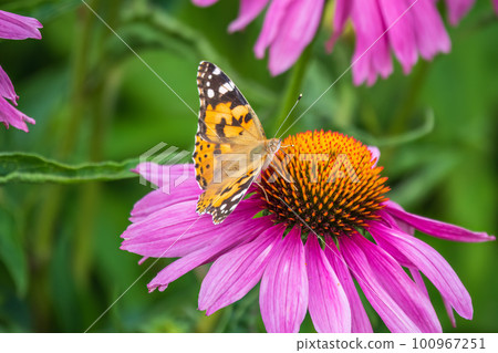 Beautiful butterfly painted lady or Vanessa cardui sitting on purple Echinacea flower in the summer. Close up. Macro. Beautiful butterfly painted lady or Vanessa cardui sitting on purple Echinacea flower in the summer. Close up. Macro. 100967251