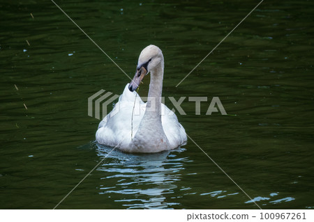 A graceful white swan swimming on a lake with dark water. The white swan is reflected in the water A graceful white swan swimming on a lake with dark water. The white swan is reflected in the water 100967261