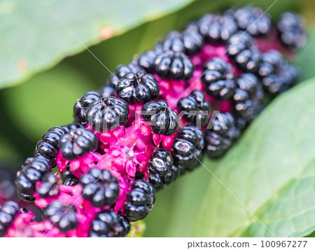 Close-up of phytolacca acinosa purple black berries also known as pokeweeds, pokebush, pokeberry, pokeroot or poke sallet. Close-up of phytolacca acinosa purple black berries also known as pokeweeds, pokebush, pokeberry, pokeroot or poke sallet. 100967277