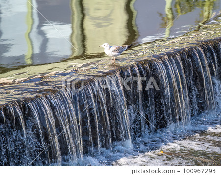 A small flat cascade in a calm river A small flat cascade in a calm river 100967293