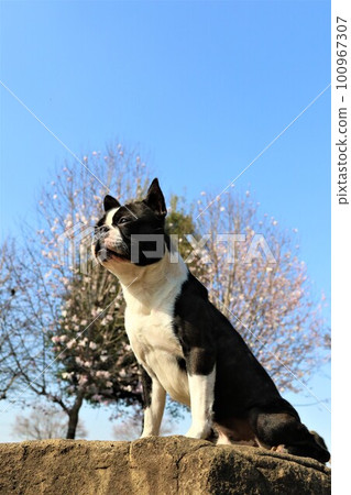Mighty, a Boston Terrier sitting on a rock with pink flowers and green leaves in the background and staring at the blue sky Mighty, a Boston Terrier sitting on a rock with pink flowers and green leaves in the background and staring at the blue sky 100967307