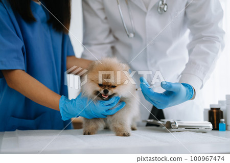 Pomeranian dog getting injection with vaccine during appointment in a veterinary clinic Pomeranian dog getting injection with vaccine during appointment in a veterinary clinic 100967474