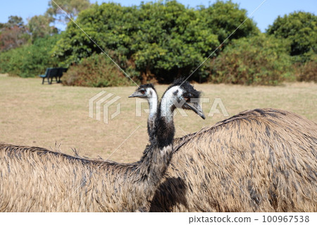 Australian large bird emu Australian large bird emu 100967538