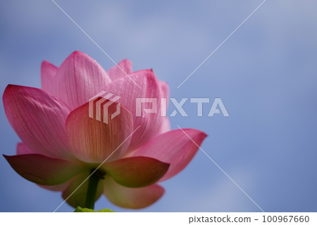 7 月初夏日本橫濱 Sankeien 日本花園的荷花 100967660