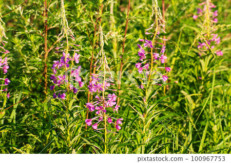 Chamaenerion angostifolium on a sunny summer day. 100967753