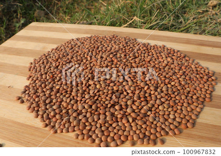 ripe lentils on table with farm for harvest ripe lentils on table with farm for harvest 100967832