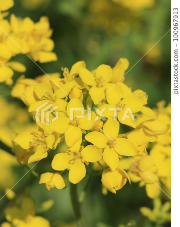 強姦開花 強姦開花 100967913