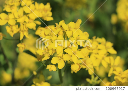 強姦開花 100967917