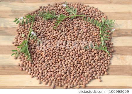 ripe lentil on table with tree 100968009