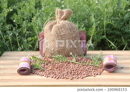 ripe lentil with bank note and money bag on farm ripe lentil with bank note and money bag on farm 100968153