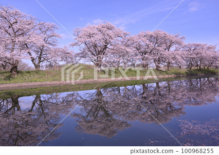 福岡葵櫻 100968255