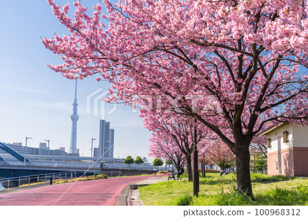 《東京》晴空塔和櫻花樹/汐入公園的橫櫻 100968312