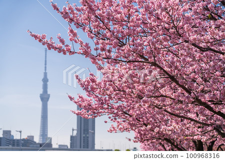 《東京》晴空塔和櫻花樹/汐入公園的橫櫻 《東京》晴空塔和櫻花樹/汐入公園的橫櫻 100968316