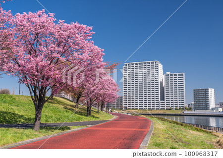 "Tokyo" Cherry blossom trees and residential area Shioiri Park's sunlight cherry blossoms 100968317