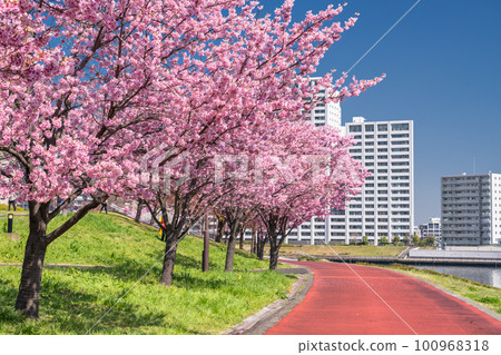 "Tokyo" Cherry blossom trees and residential area Shioiri Park's sunlight cherry blossoms 100968318