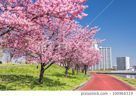 "Tokyo" Cherry blossom trees and residential area Shioiri Park's sunlight cherry blossoms 100968319