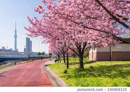 《東京》晴空塔和櫻花樹/汐入公園的橫櫻 《東京》晴空塔和櫻花樹/汐入公園的橫櫻 100968320