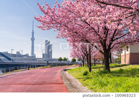《東京》晴空塔和櫻花樹/汐入公園的橫櫻 100968323