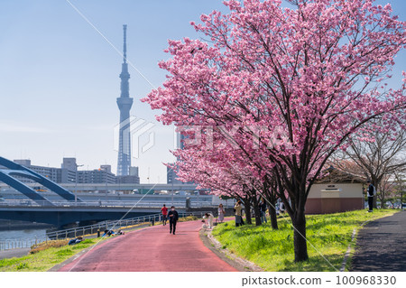 《東京》晴空塔和櫻花樹/汐入公園的橫櫻 《東京》晴空塔和櫻花樹/汐入公園的橫櫻 100968330