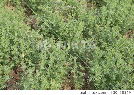 lentils farm for harvest are cash crops lentils farm for harvest are cash crops 100968349
