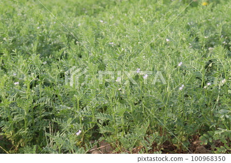 lentils farm for harvest are cash crops lentils farm for harvest are cash crops 100968350