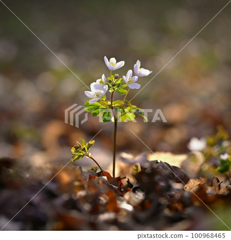 Spring background. Beautiful little white flowers in nature. 100968465