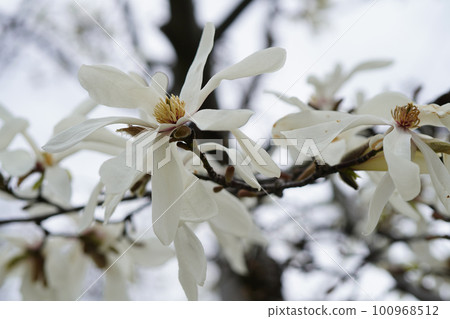春天，比Kobushi小的Shidekobushi的白色花朵在公園裡..3 100968512