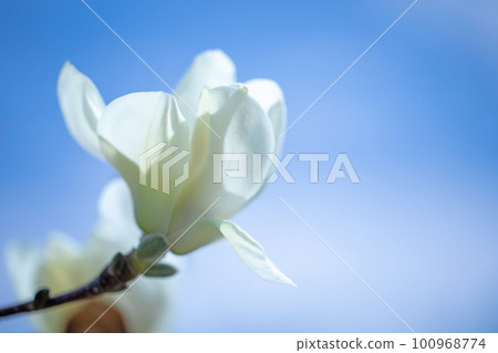 The flowers around the house, the various seasons, the white petals that shine in early spring The flowers around the house, the various seasons, the white petals that shine in early spring 100968774