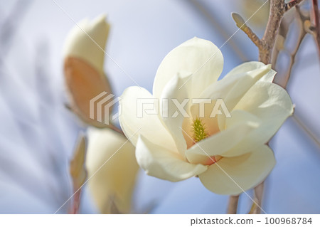 The flowers around the house, the various seasons, the white petals that shine in early spring 100968784