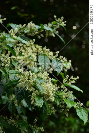 White flowers of Shimaizu Senryo White flowers of Shimaizu Senryo 100969173