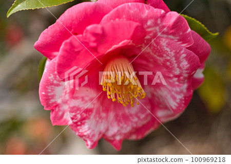 Spring around the prefectural library Spring around the prefectural library 100969218