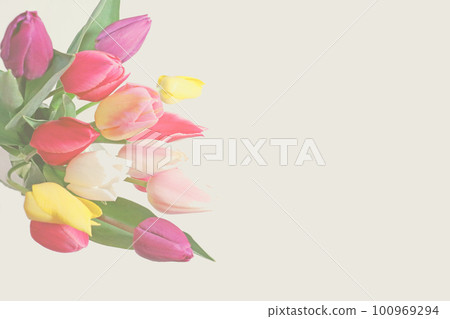Beige background with colorful tulips bouquet 100969294