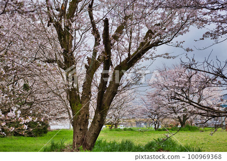 Spring around the prefectural library Spring around the prefectural library 100969368