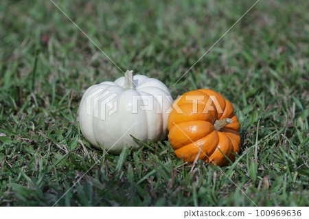 the pumpkins on grass. great image for Fall 100969636