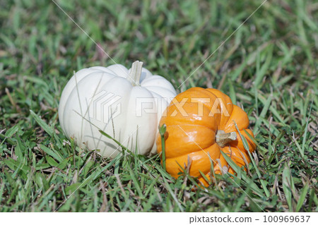 the pumpkins on grass. great image for Fall 100969637