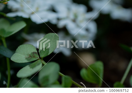 Princess Clover Leonora [Spring] [Summer] [Autumn] 100969752