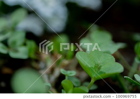 三葉草公主萊奧諾拉 [春天] [夏天] [秋天] 100969755