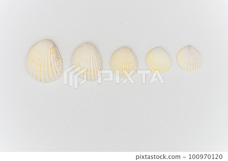 Isolated shells with white Background. Isolated shells with white Background. 100970120